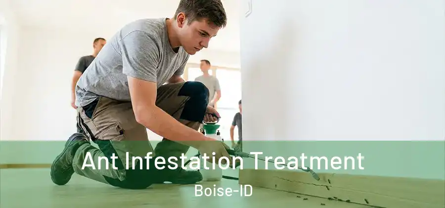  Ant Infestation Treatment Boise-ID