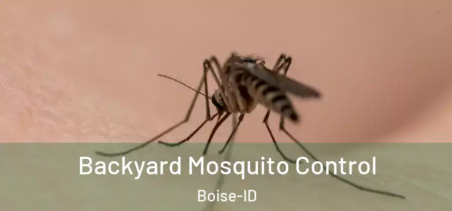  Backyard Mosquito Control Boise-ID