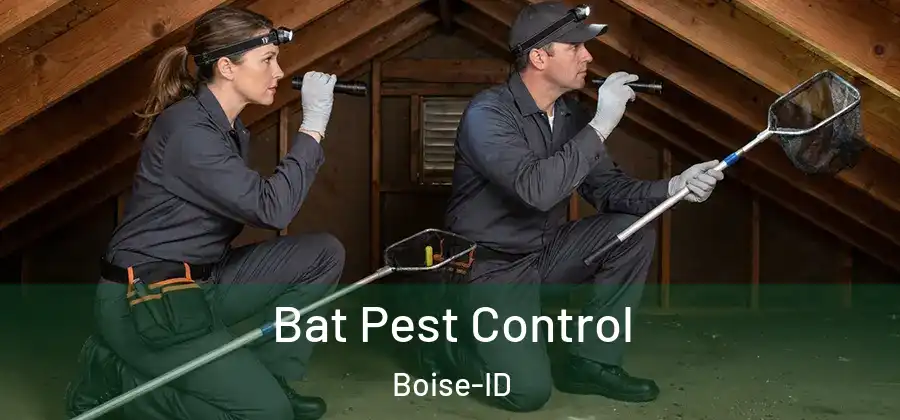  Bat Pest Control Boise-ID