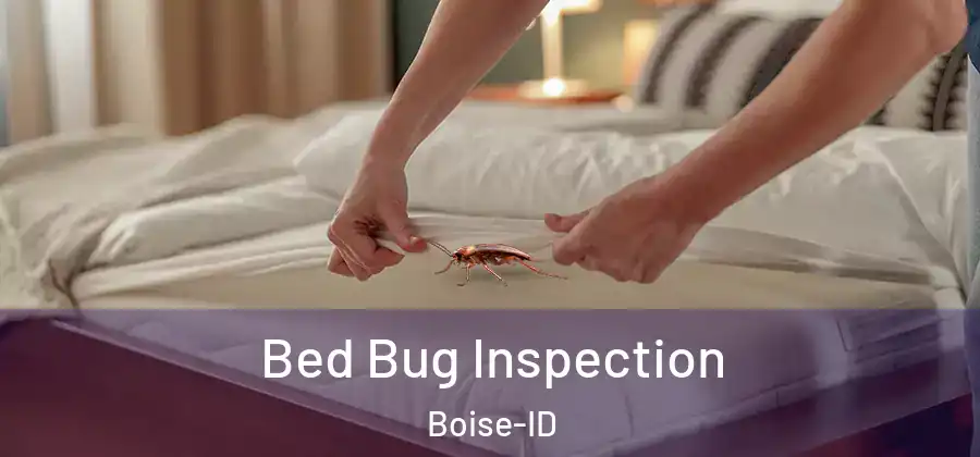  Bed Bug Inspection Boise-ID