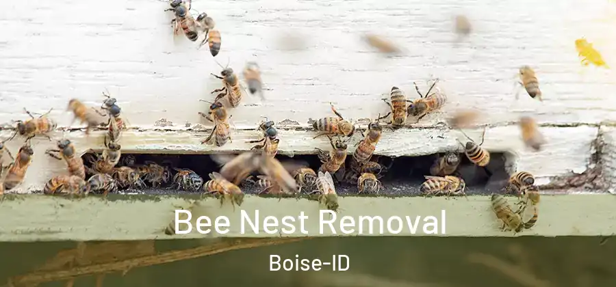  Bee Nest Removal Boise-ID