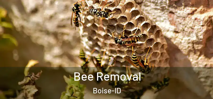  Bee Removal Boise-ID