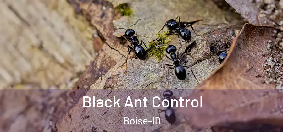  Black Ant Control Boise-ID