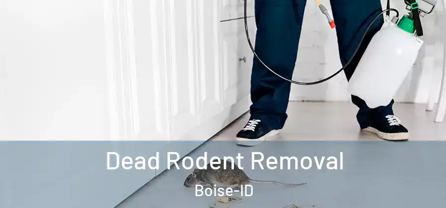  Dead Rodent Removal Boise-ID
