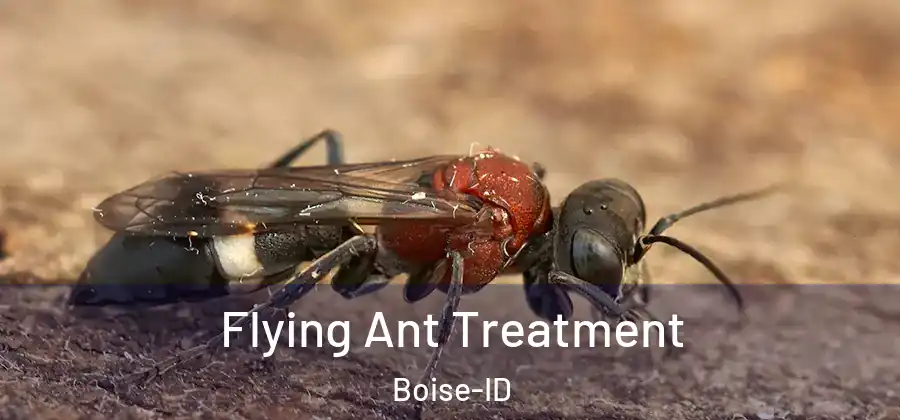  Flying Ant Treatment Boise-ID