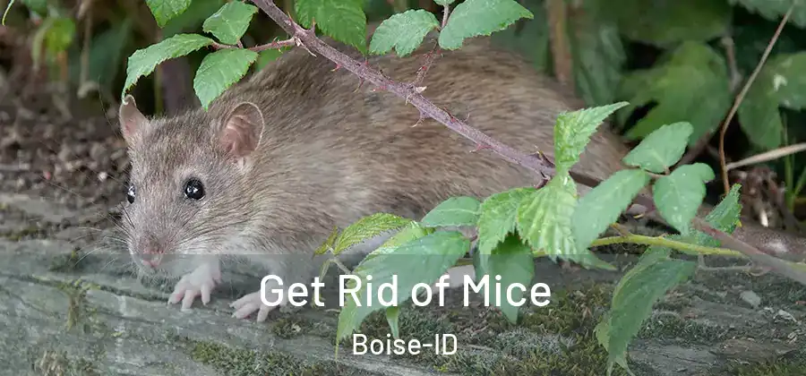 Get Rid of Mice Boise-ID