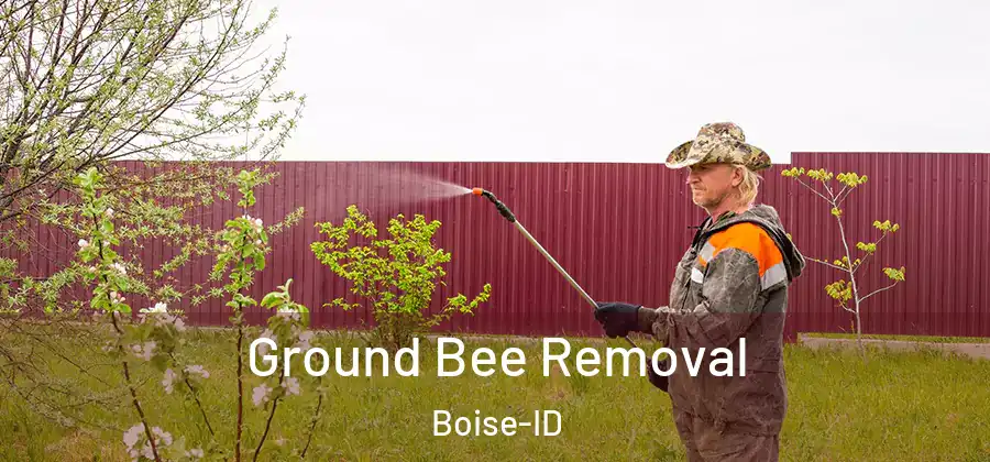  Ground Bee Removal Boise-ID