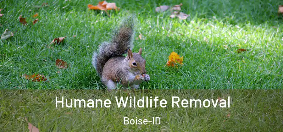  Humane Wildlife Removal Boise-ID