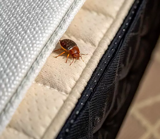 Bed Bug Exterminator Experts You Can Trust in Boise, ID