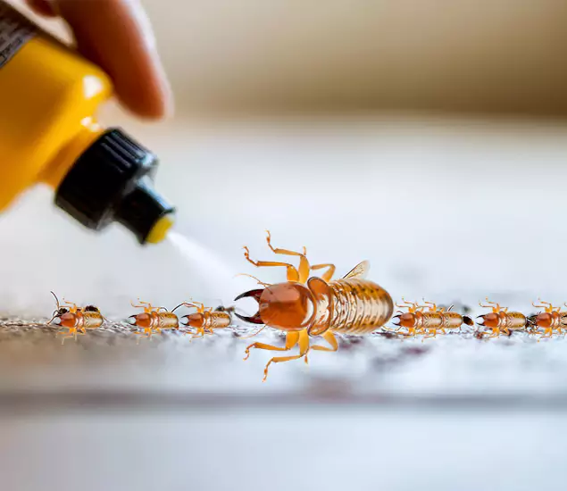Reliable Bora Care Termite Experts in Boise, ID