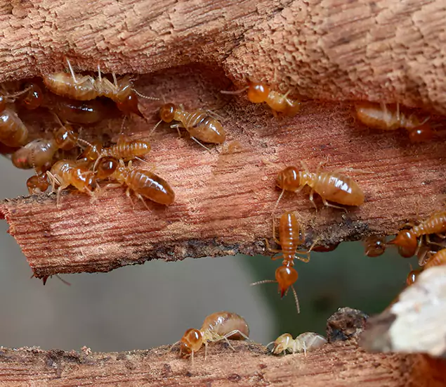 About Our Drywood Termite Treatment Experts in Boise, ID