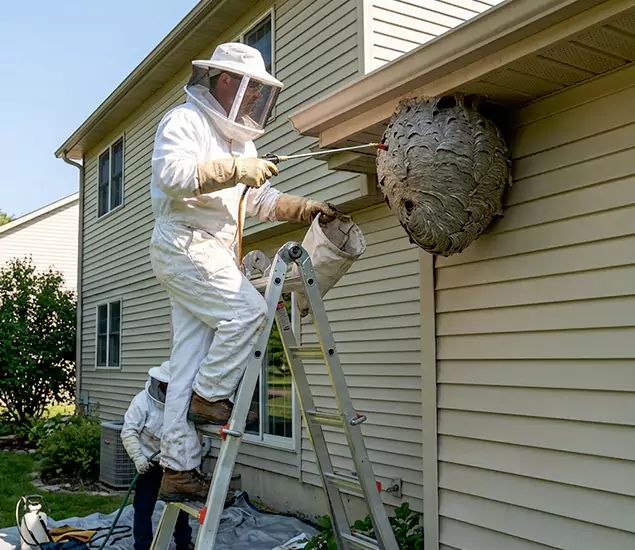 Expert Wasp Nest Removal: Your Local Wasp Nest Removal Company in Boise, ID