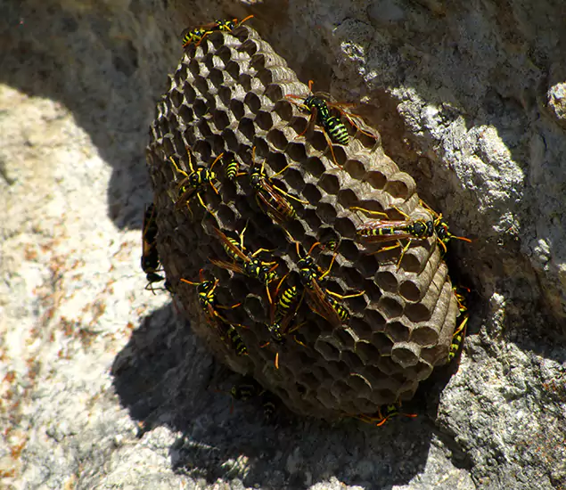 Your Local Hornet Removal Company in Boise, ID