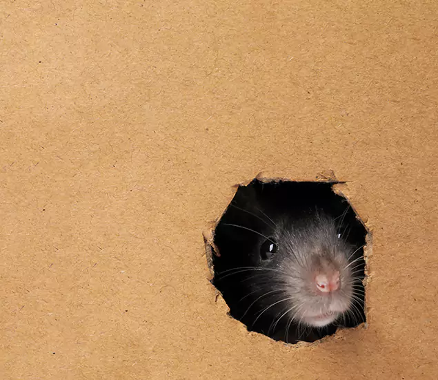 Rats in Attic Removal Experts in Boise, ID