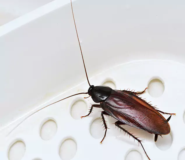 Trusted Cockroach Exterminator: Your Roach Control Services in Boise, ID