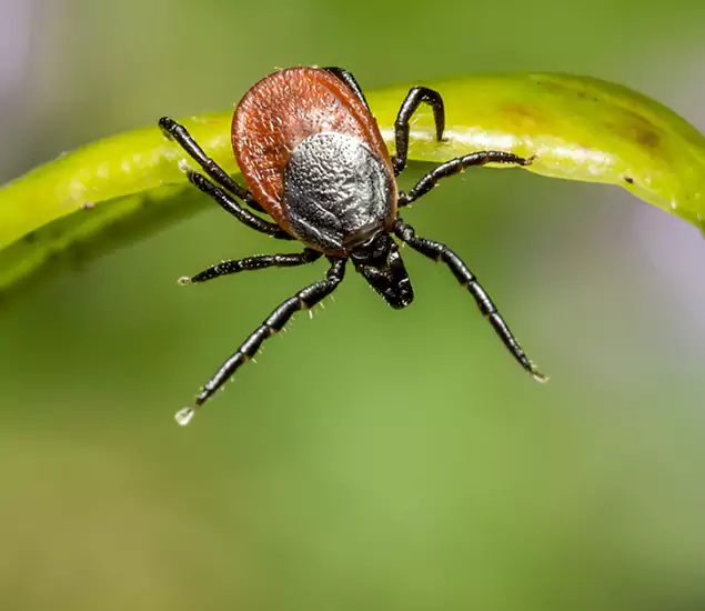 Your Trusted Tick Pest Control in Boise, ID