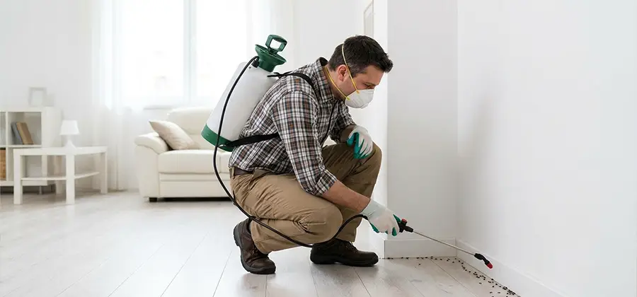 Seasonal Ant Infestation Control in Boise