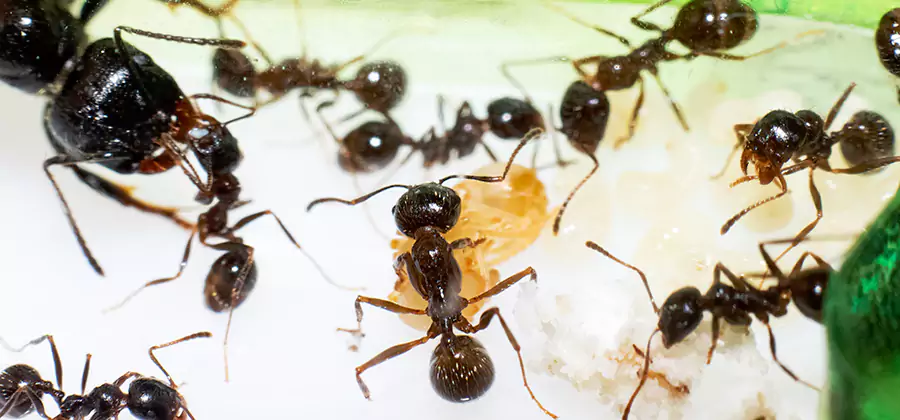 Argentine Ant Barrier Treatment in Boise