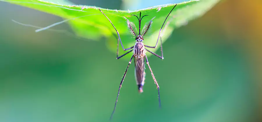 Natural Mosquito Spray for Yard in Boise