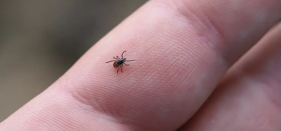 Infection Prevention for Bed Bug Bites in Boise