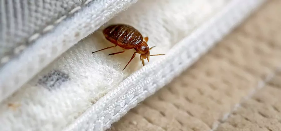 Tenting Bed Bug Fumigation in Boise
