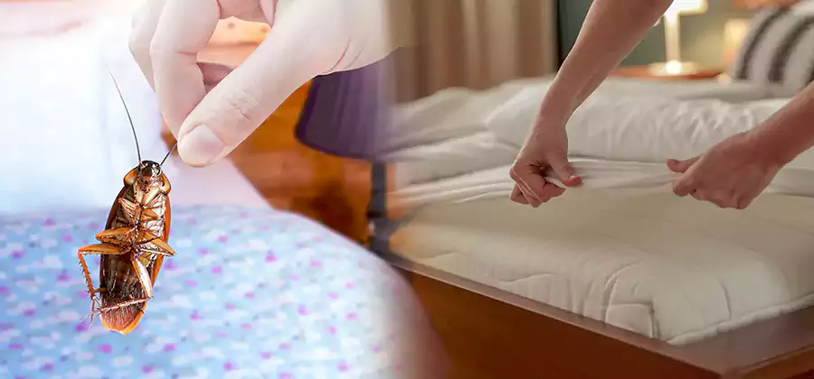 Bed Bug Home Extermination Service in Boise