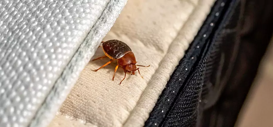 Commercial Bed Bug Control in Boise