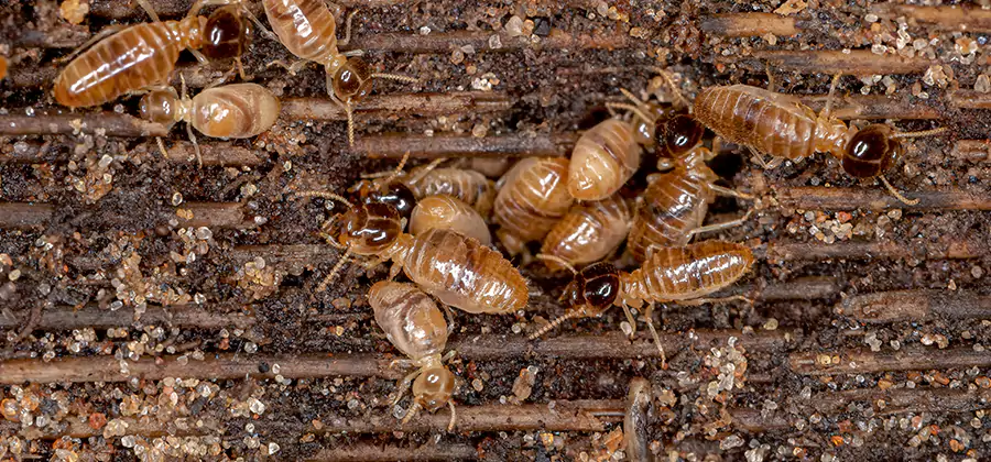 Bora Care Residential Termite Control in Boise