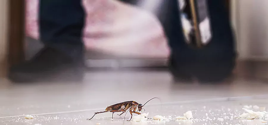 Roach House Treatment Boise