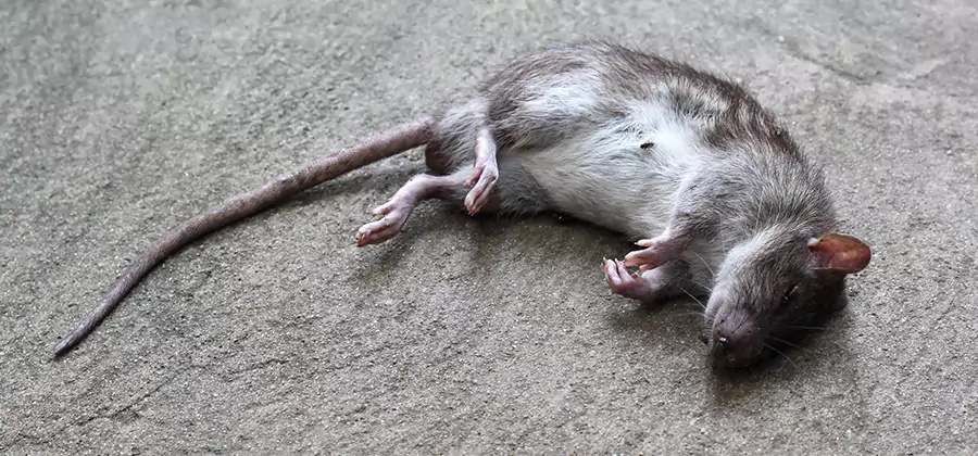 Dead Rat Disposal in Boise