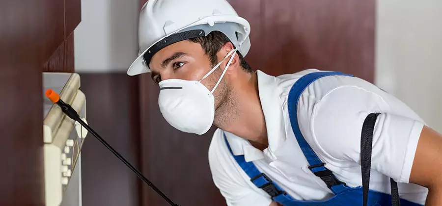 Injection Foam Treatment for Drywood Termites in Boise