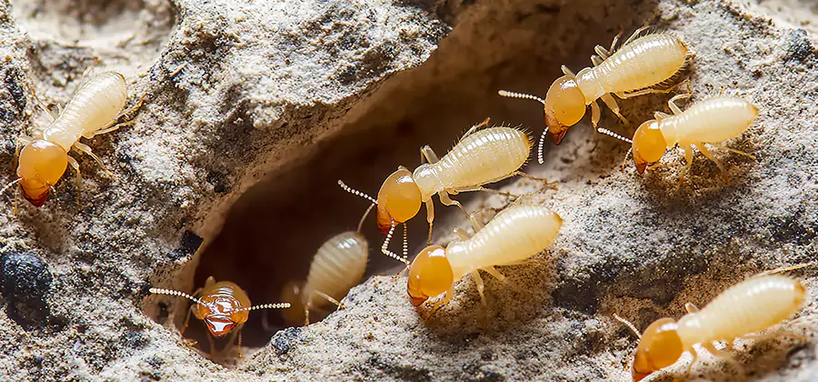 Termite Exterminator Services in Boise