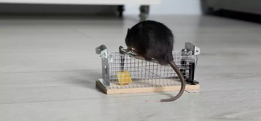Mice in Attic Removal Boise