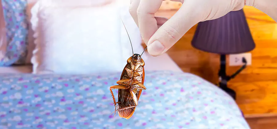 Fast Roach Elimination in Boise