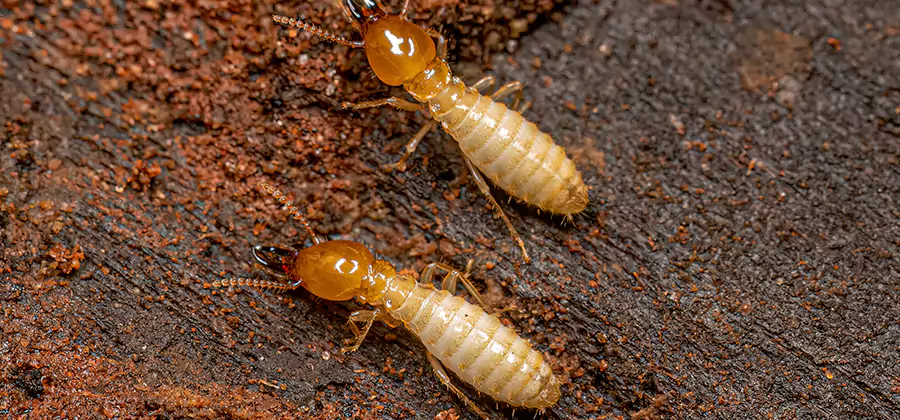 Structural Heat Termite Treatment in Boise