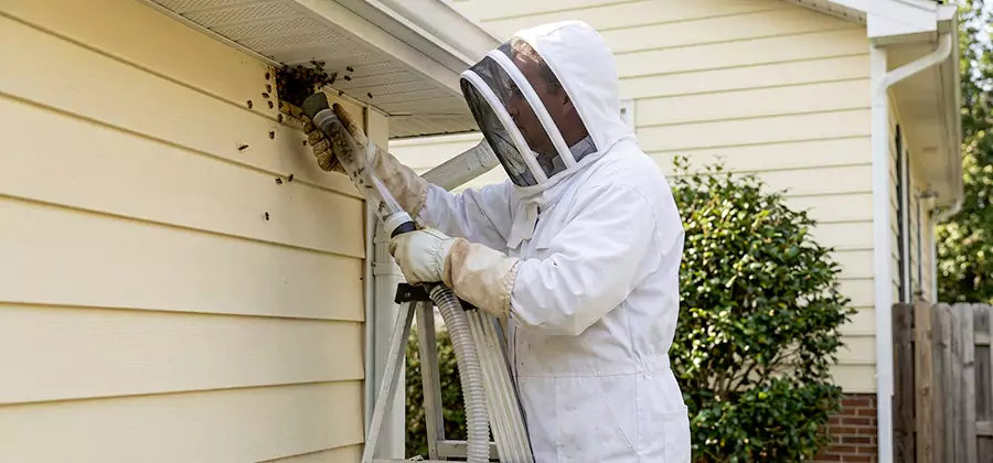 Wasp Nest in Wall Removal in Boise