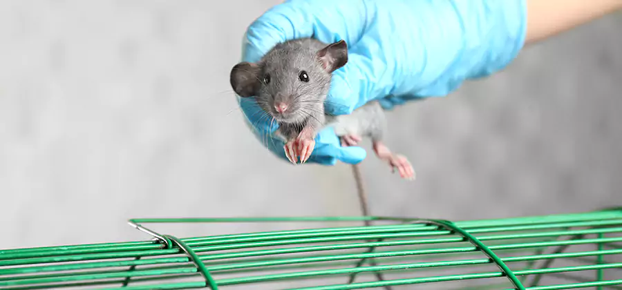 Humane Rat Trapping in Boise