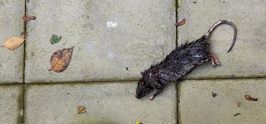 Mice in the Attic Removal in Boise