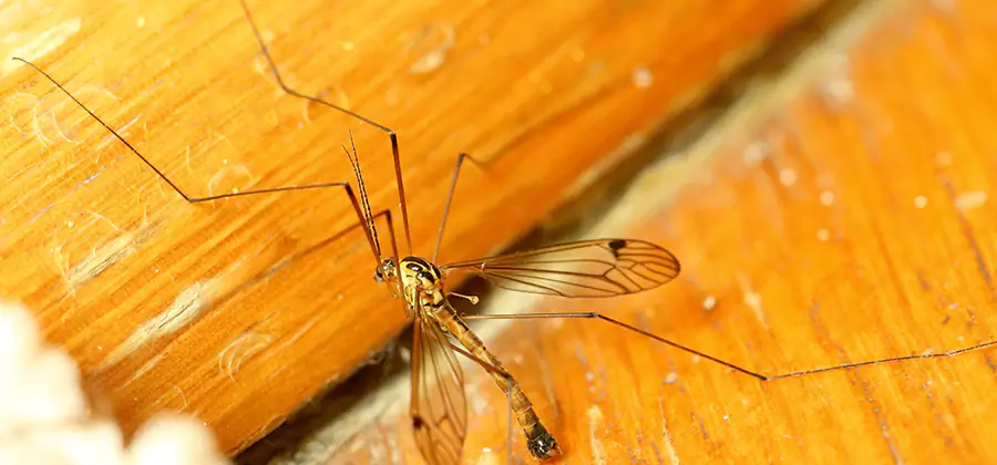 Exterior Mosquito Control in Boise