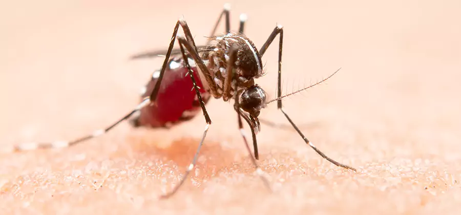 Pond Mosquito Control and Water Treatment in Boise