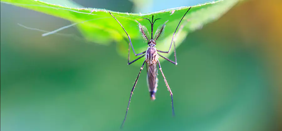 Home Defense Insect Killer in Boise