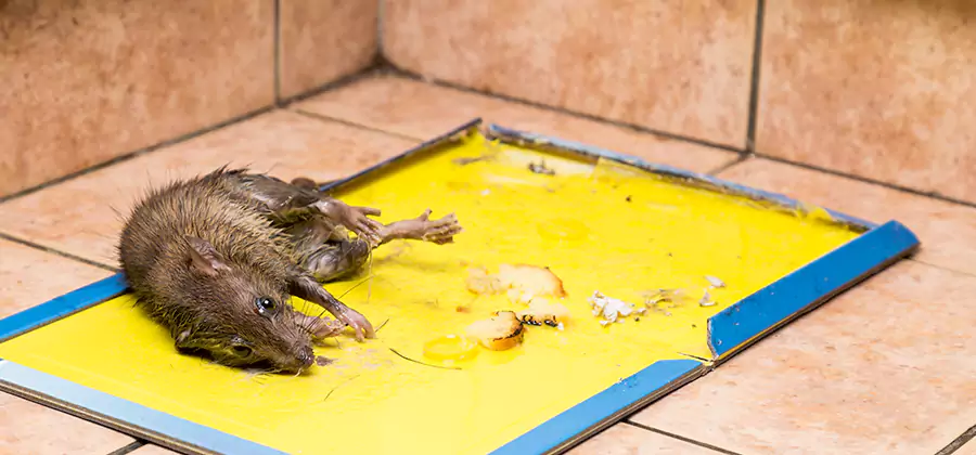 Rat Trapping Service In Boise