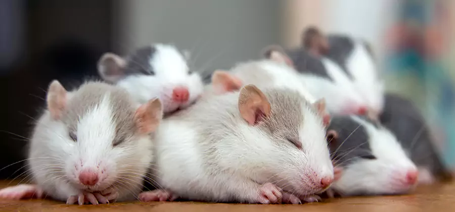 Rat Infestation Exclusion Service in Boise