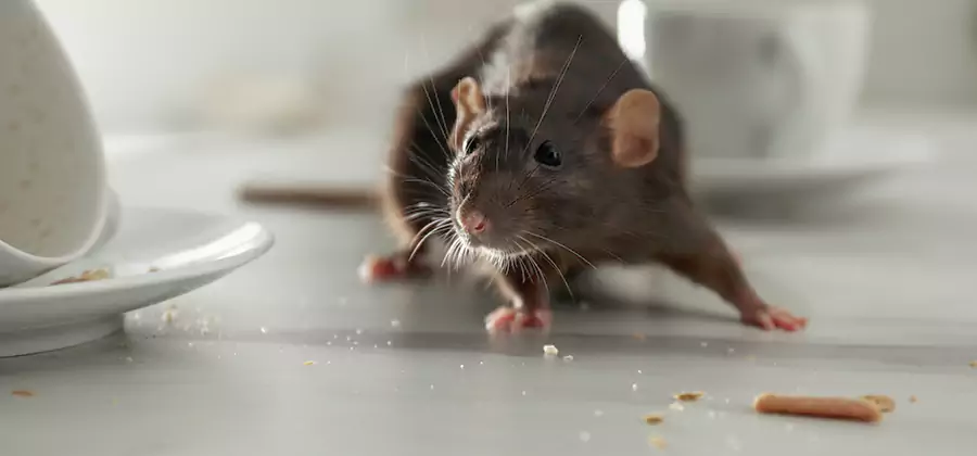 Attic Rat Exclusion Service in Boise