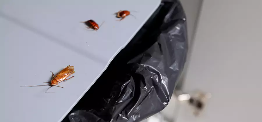 German Roach Pest Control in Boise