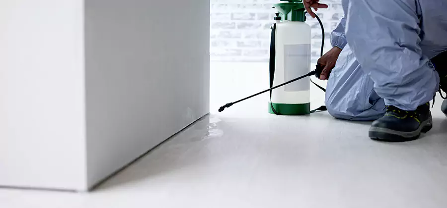 Rodent Trapping Service in Boise