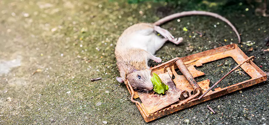 Rat Trapping in Boise