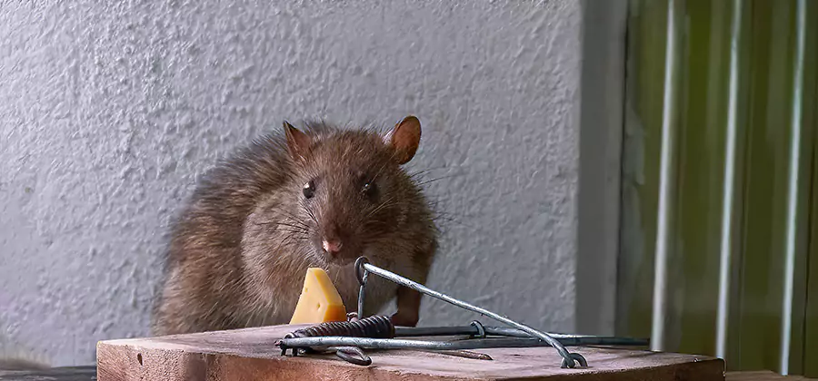 Rodent Nesting Prevention in Boise