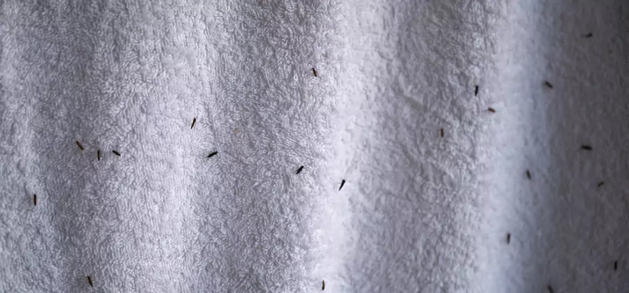 Small Black Ants in Bathroom Treatment in Boise