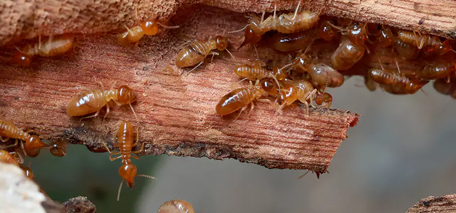 Perimeter Soil Termite Treatment in Boise